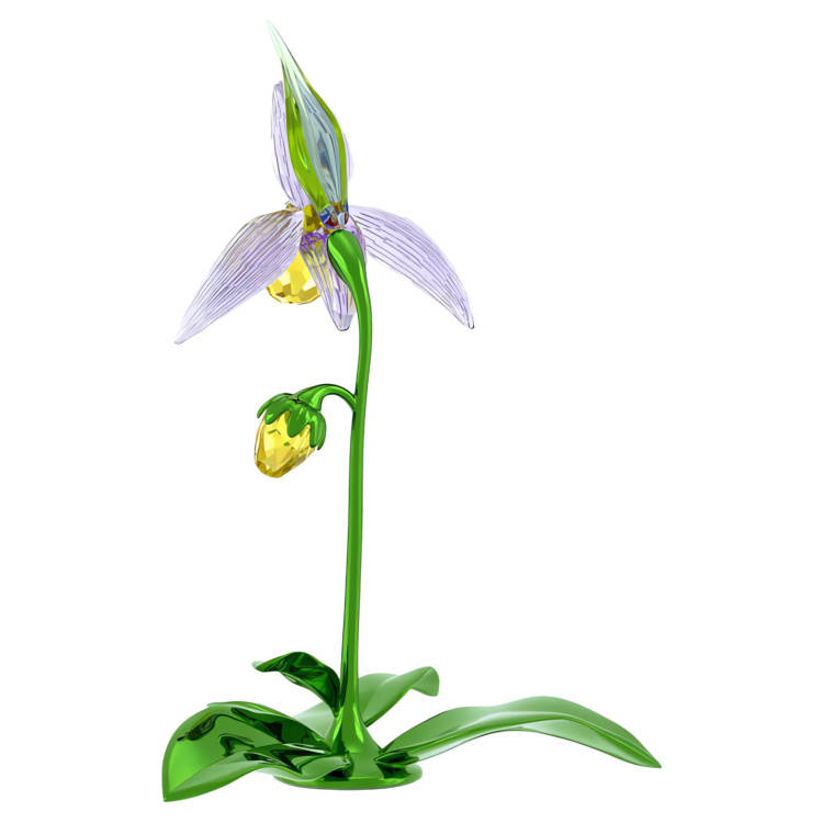 Florere Lady Slipper Orchid