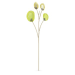 Garden Tales Eucalyptus