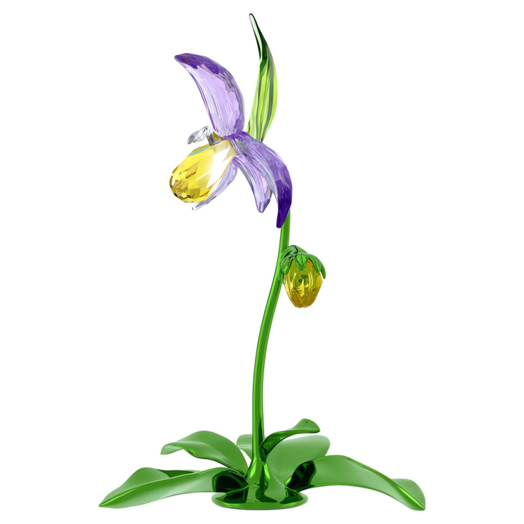 Florere Lady Slipper Orchid